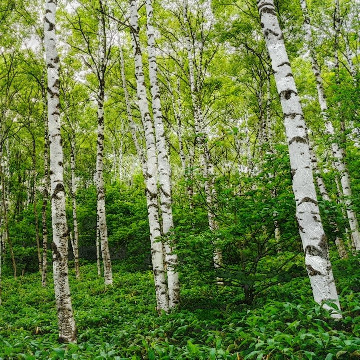 Bouleau verruqueux, bouleau blanc, Betula pendula image